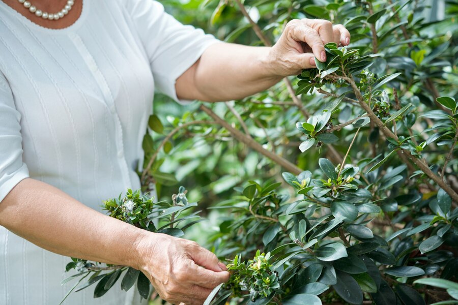 Robina Dispensary: Comprehensive Guide to Your Health and Wellness&nbsp;Journey