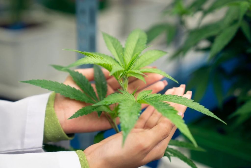 Medical Cannabis in Robina: How to Get Started